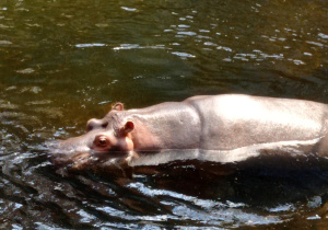 Hipopotam w wodzie ZOO we Wrocławiu,
