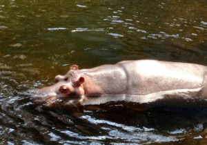 Hipopotam w wodzie ZOO we Wrocławiu,