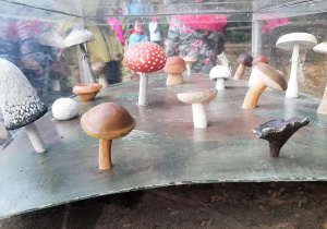 wystawa grzybów